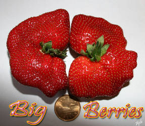 Big berries