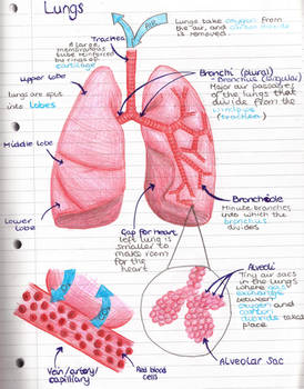 Lungs