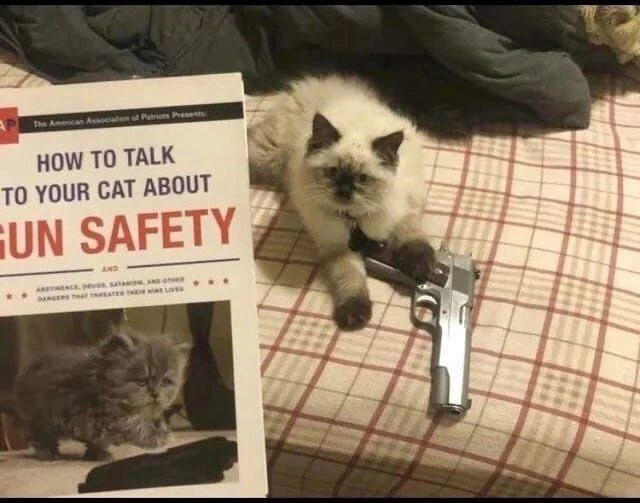 How to talk to your cat about Gun Safety by armw1ngs on DeviantArt