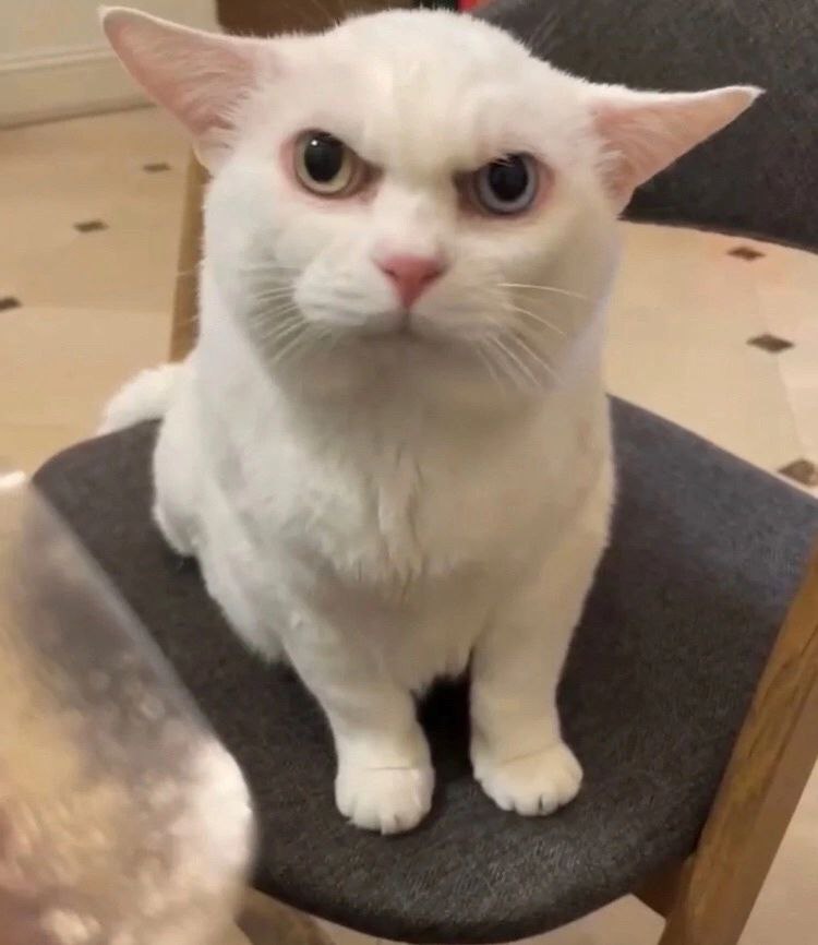 White Raging Cat Angry white cat by armw1ngs on DeviantArt