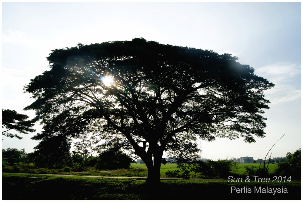 Sun And Tree