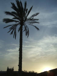 Palm Sunrise