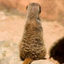 meerkat