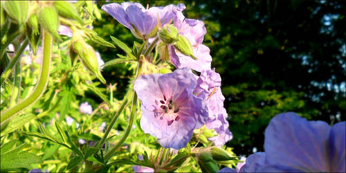 Pretty flowers are pretty.