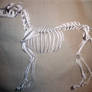 K9 skeleton