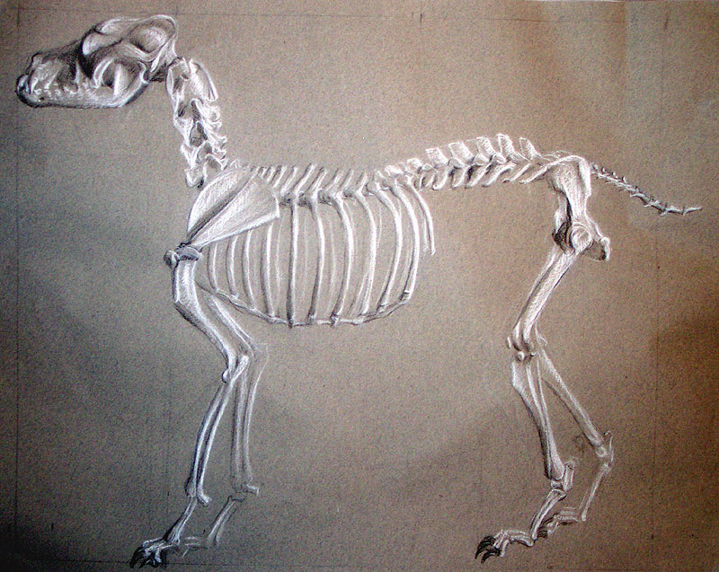 K9 skeleton