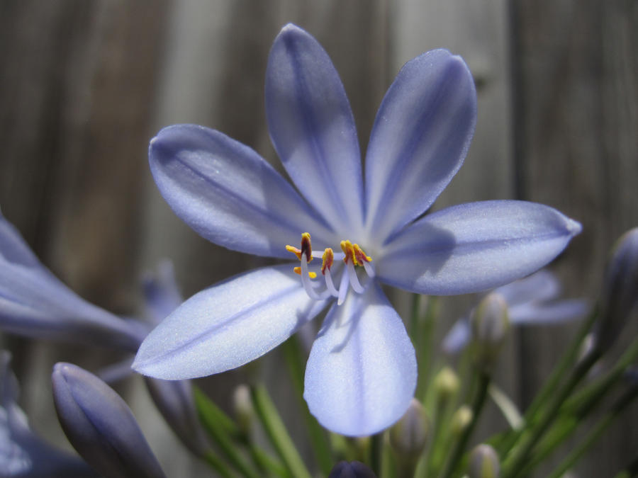 Day 191: Pastel Flower