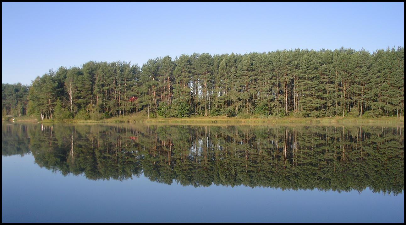 Trees in lake