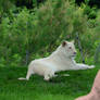 white lioness