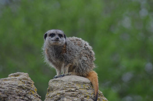 the lookout