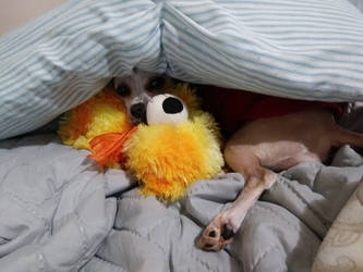 My Little Lady and her Teddy