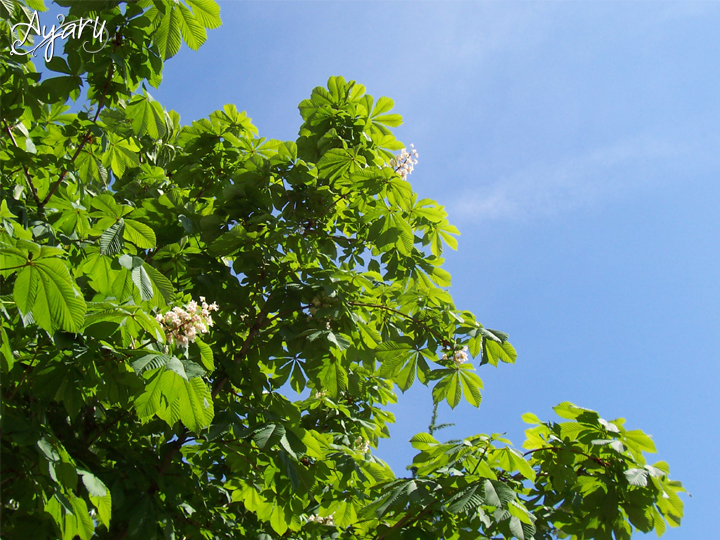 Reaching to the Sky