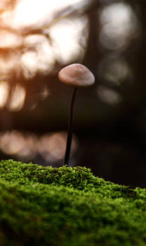 Some mushroom