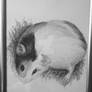 Guinea Pig Sketch