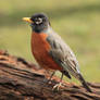 Robin