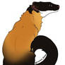 yellow throated marten