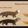 Malayan Weasel (Mustela nudipes) - study