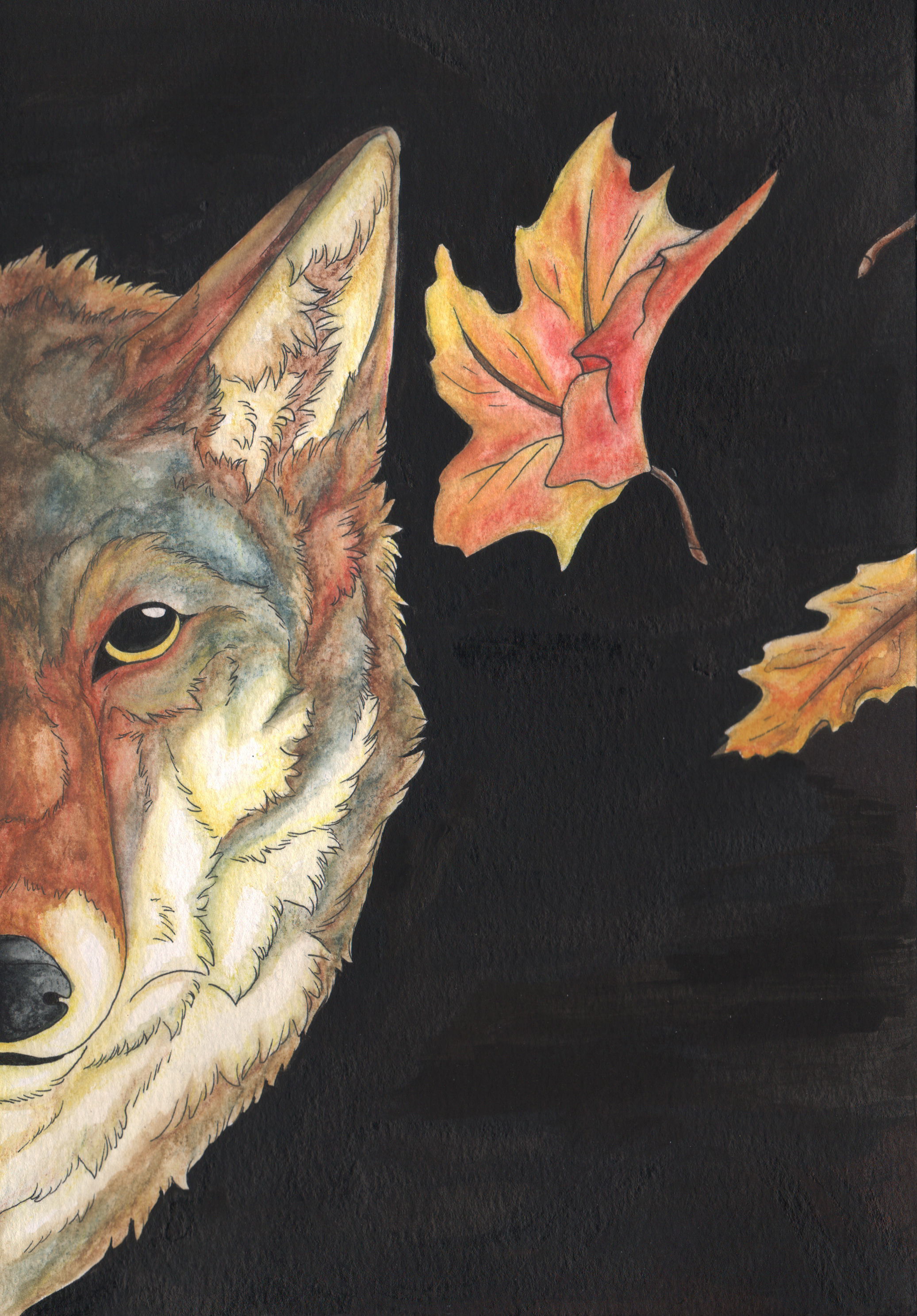 coyote water color