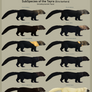 Subspecies of the Tayra (Eira barbara)