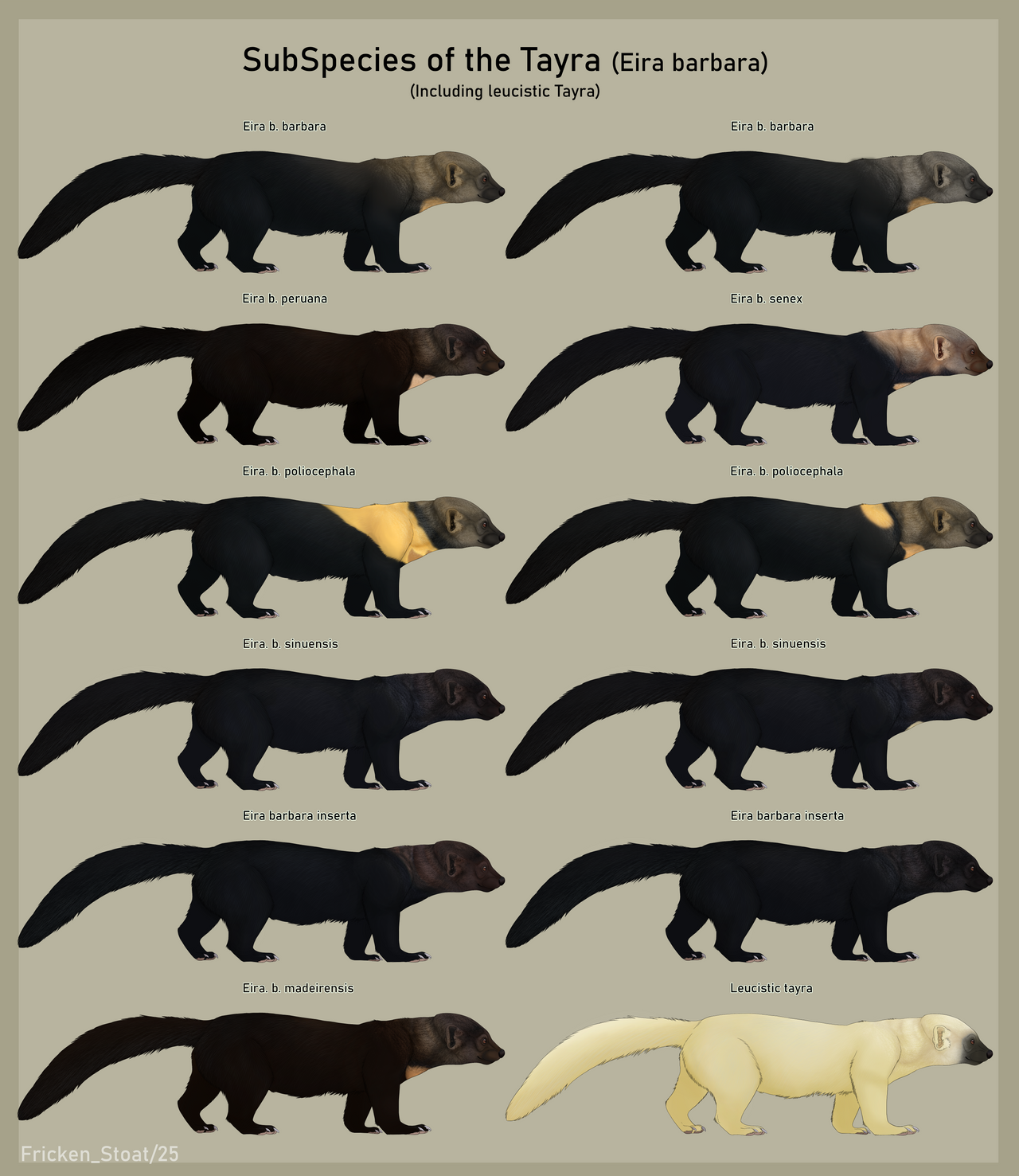 Subspecies of the Tayra (Eira barbara)