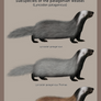 Subspecies of the Patagonian weasel