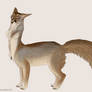 Blandford's Fox (Adoptable)