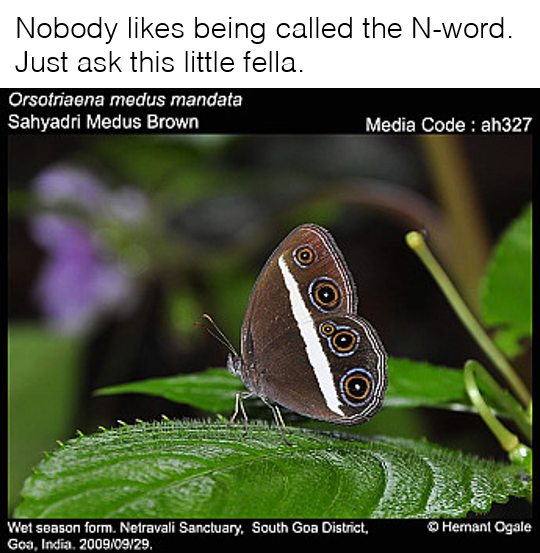 Butterflies Don't Like the N-Word by zuckerbotwashere on DeviantArt