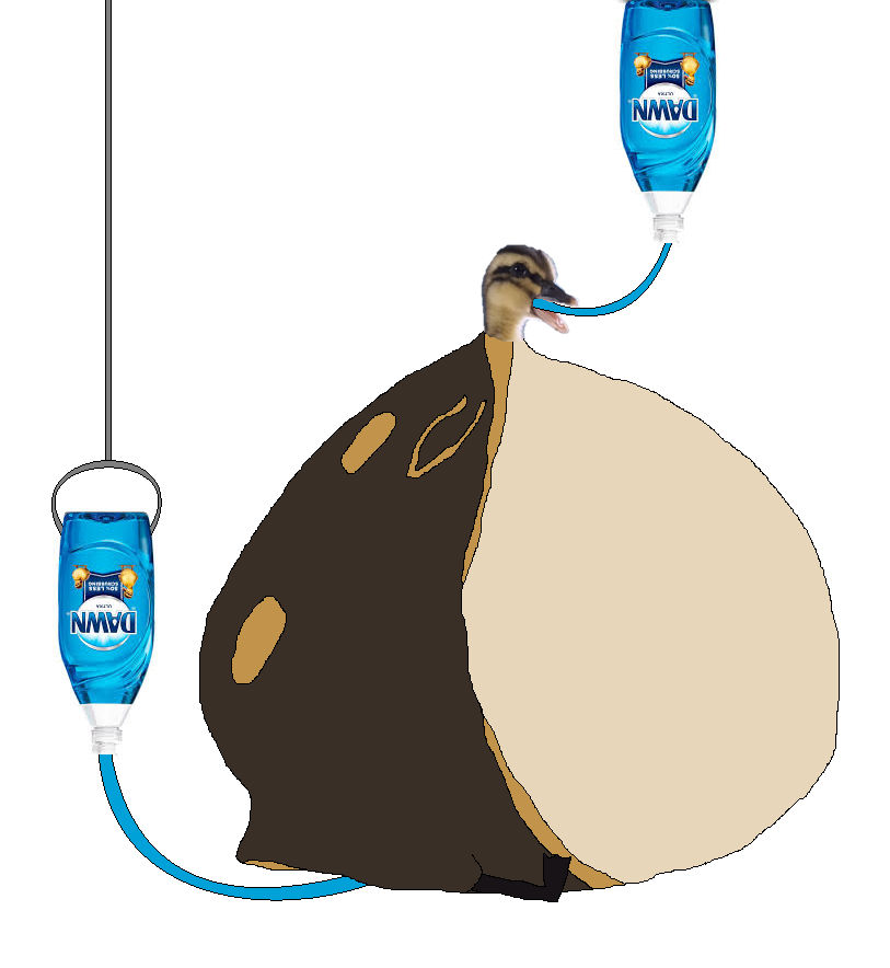 Darwin Inflating Duckling Dawn Inflation by zuckerbotwashere on DeviantArt
