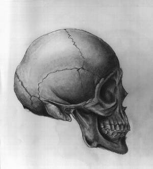 Anatomy I - Skull