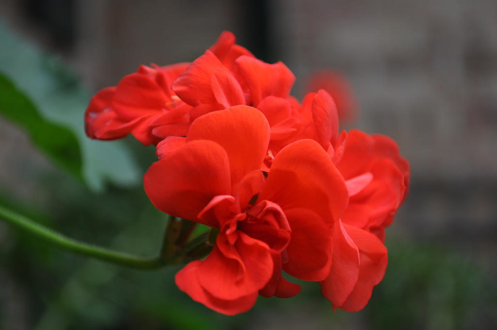 Red Flower