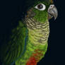 Green-cheeked Conure