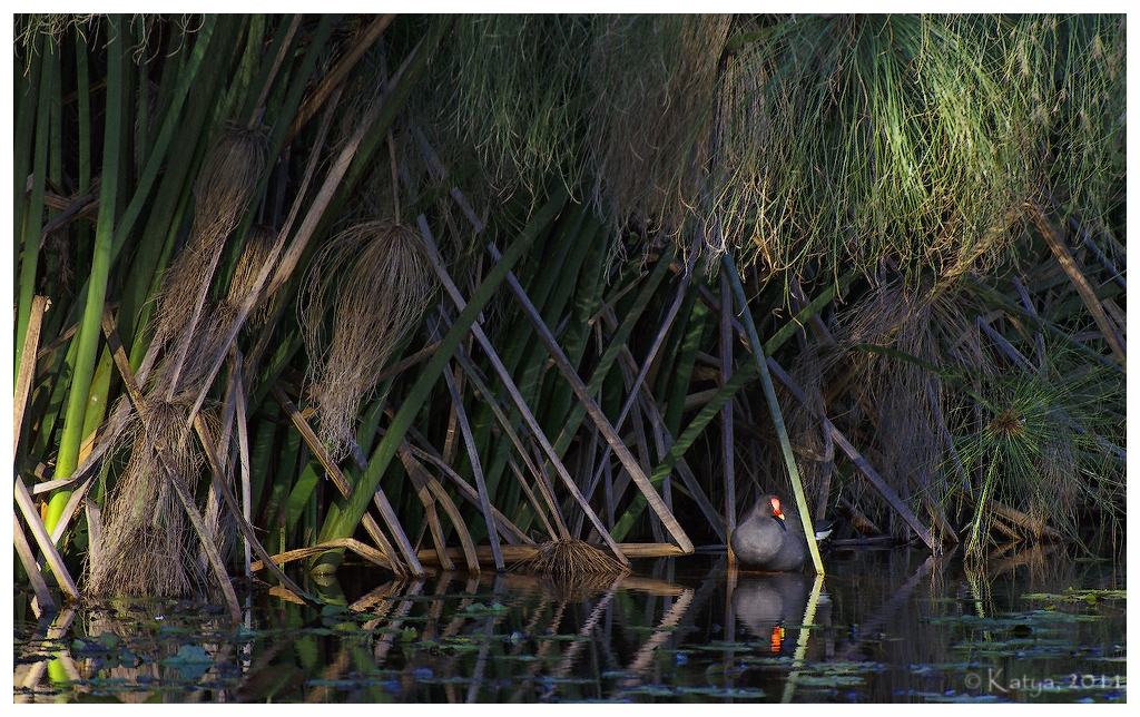 Dusky Moorhen