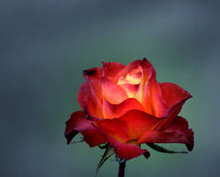 a rose of fire