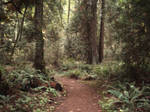 Rainforest Path