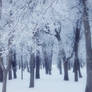 Hoar Frost Forest