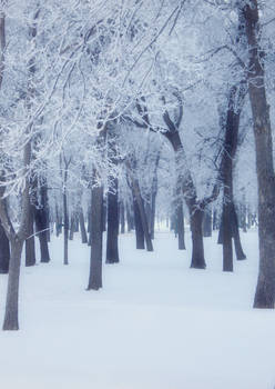 Hoar Frost Forest