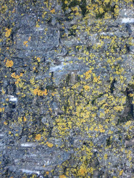 Lichen
