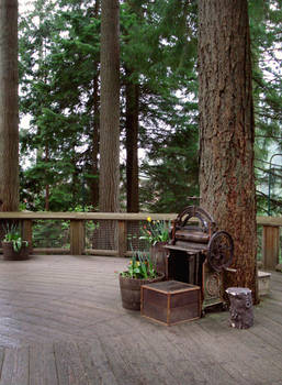 Ewoks Live Here