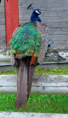 Perched