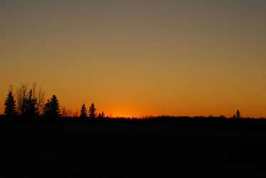 Treeline Sunset