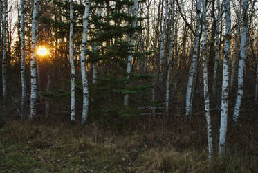 Forest Sundown