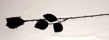 Black Rose 2