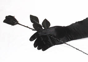Black Rose 5