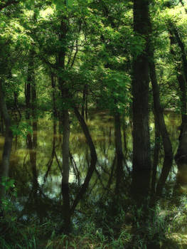 Swamp 3