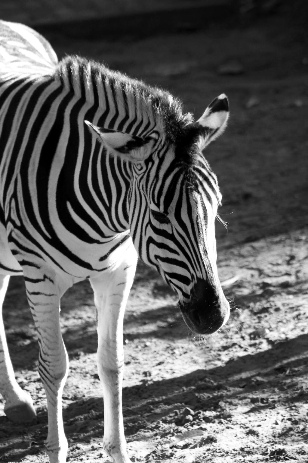 Zebra