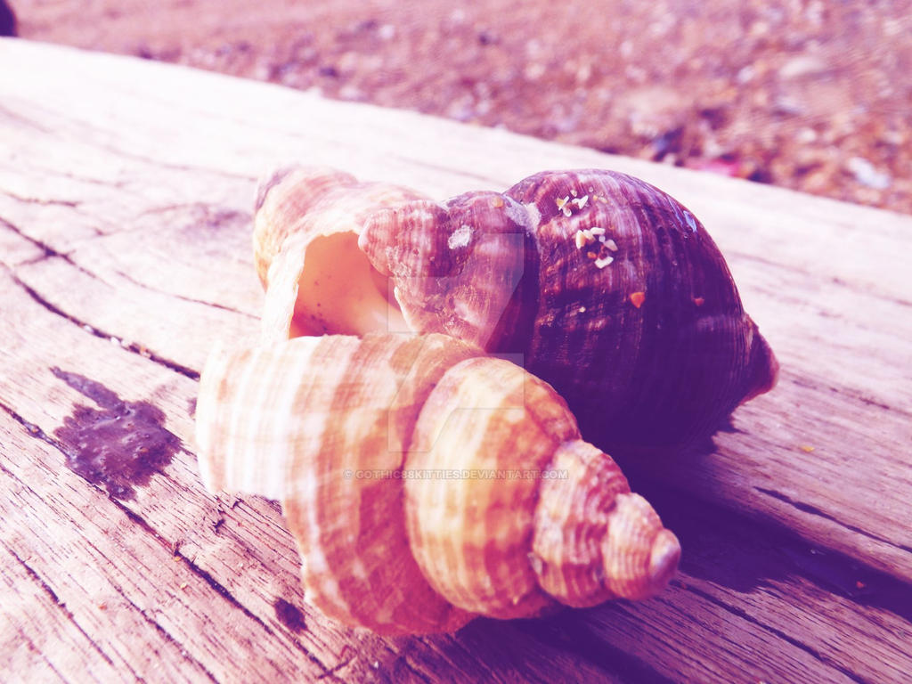 Shells by gothic88kitties on DeviantArt