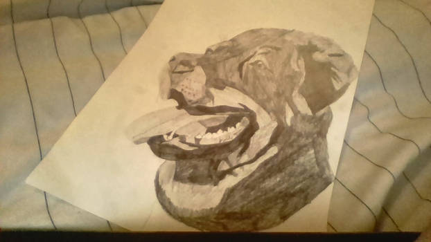 Rottweiler drawing