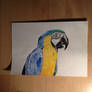 Macaw drawing
