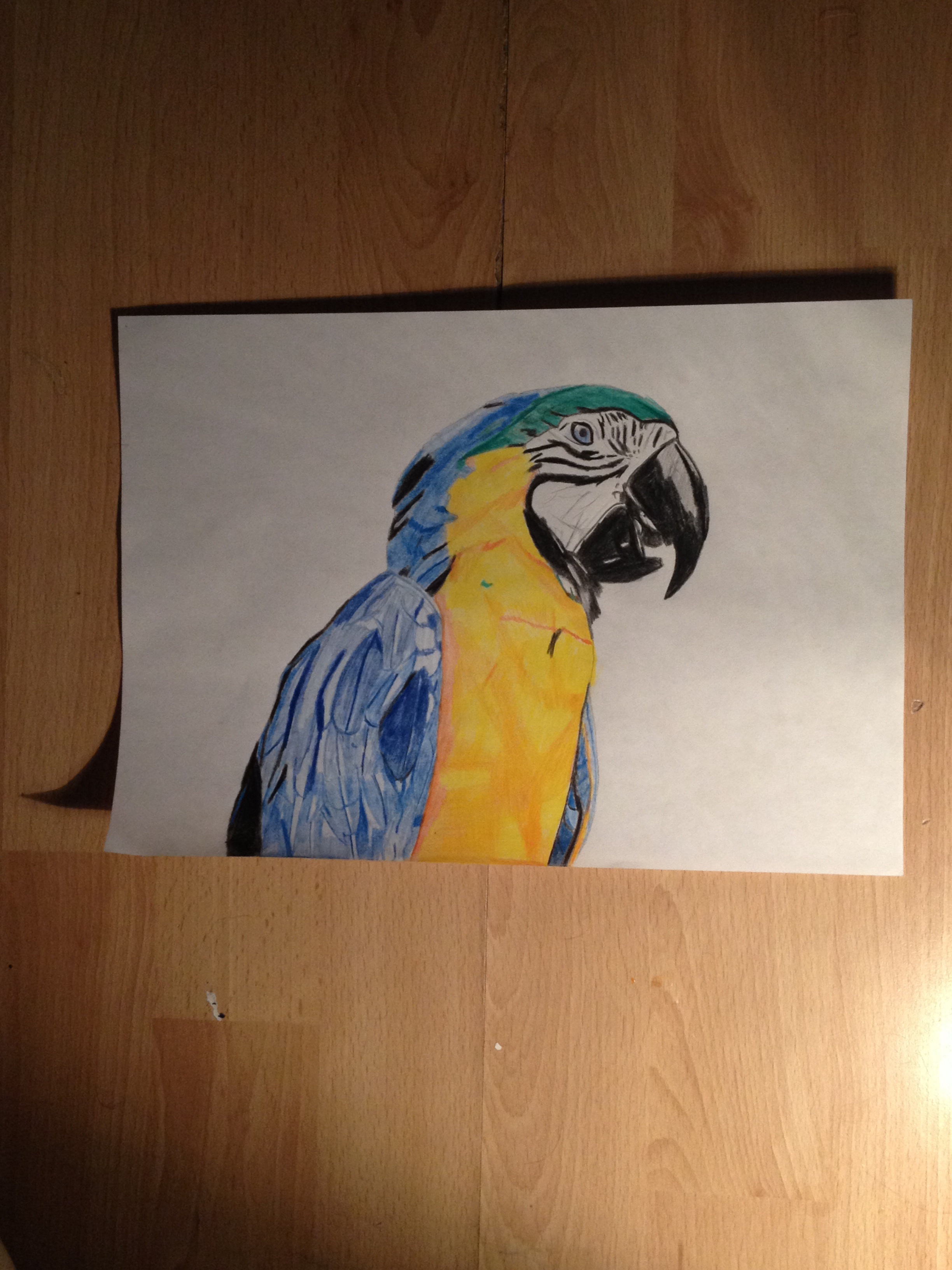 Macaw drawing