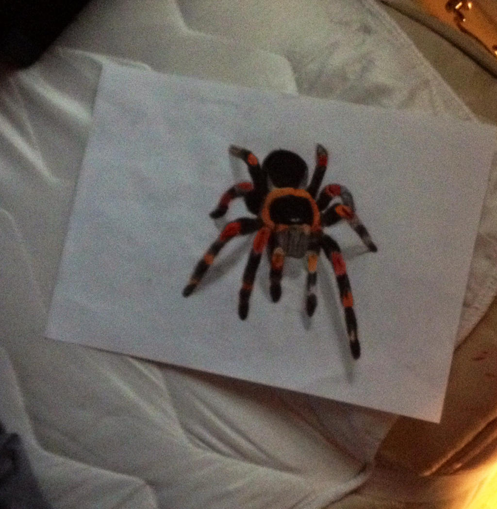 Tarantula drawing by slashclaws1 on DeviantArt